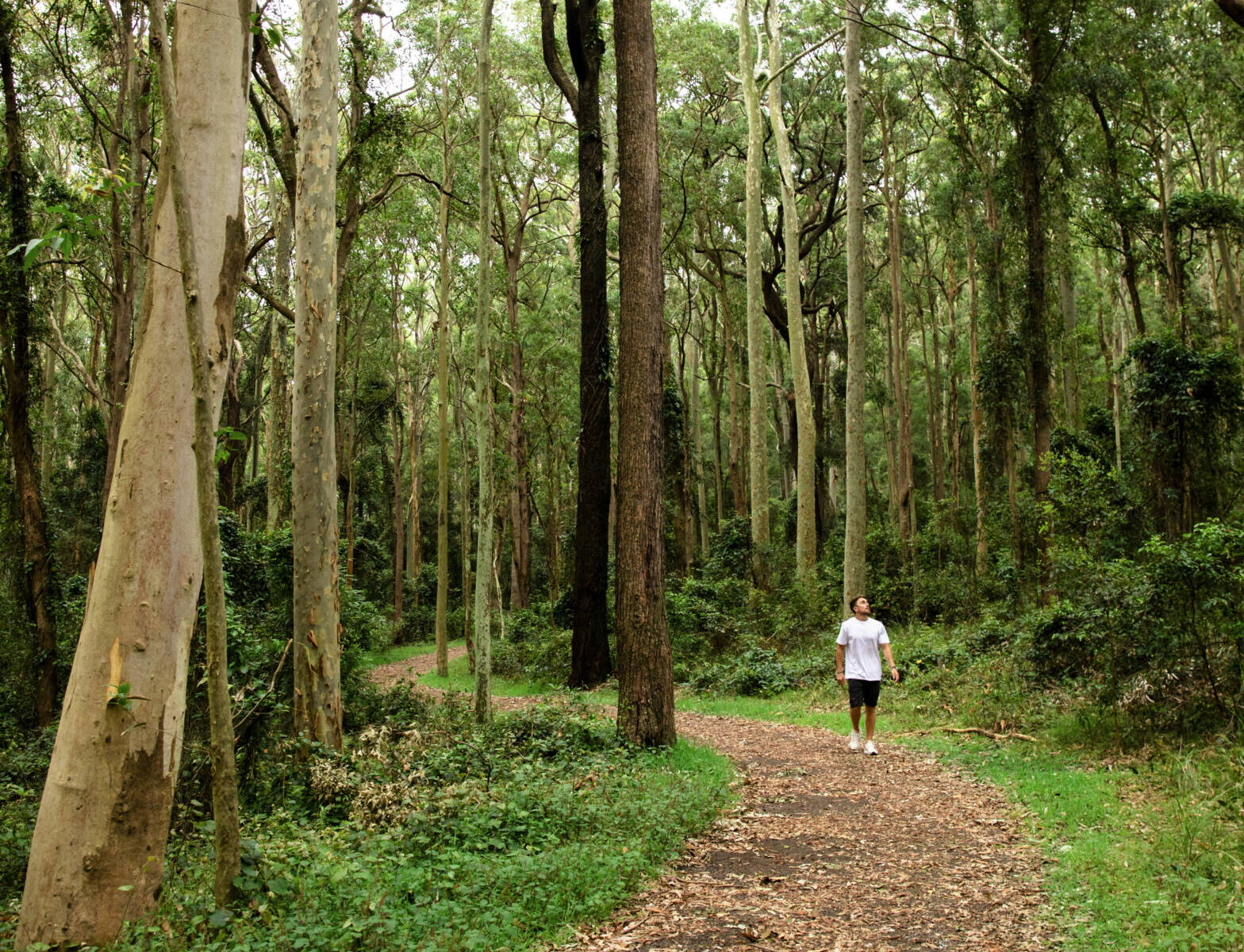 Local Attraction Blackbutt Nature Reserve